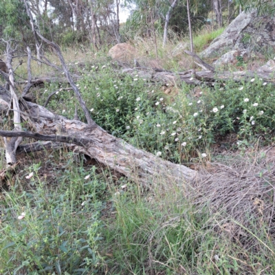 Pavonia hastata (Spearleaf Swampmallow) at Cook, ACT - 26 Jan 2024 by abread111