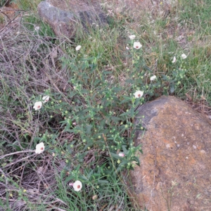 Pavonia hastata at Mount Painter - 26 Jan 2024