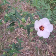 Pavonia hastata at Mount Painter - 26 Jan 2024