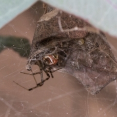 Unidentified Spider (Araneae) at Russell, ACT - 16 Jan 2024 by AlisonMilton