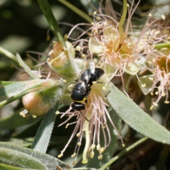 Hylaeus (Gnathoprosopis) euxanthus by DPRees125