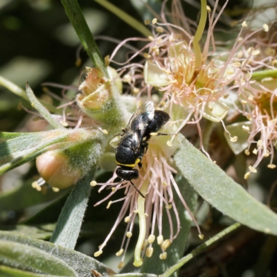 Hylaeus (Gnathoprosopis) euxanthus at Harrison, ACT - 26 Jan 2024 by DPRees125