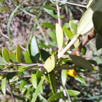 Olea europaea subsp. cuspidata (African Olive) at Watson, ACT - 27 Jan 2024 by abread111