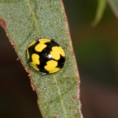 Illeis galbula (Fungus-eating Ladybird) at Russell, ACT - 17 Jan 2024 by AlisonMilton