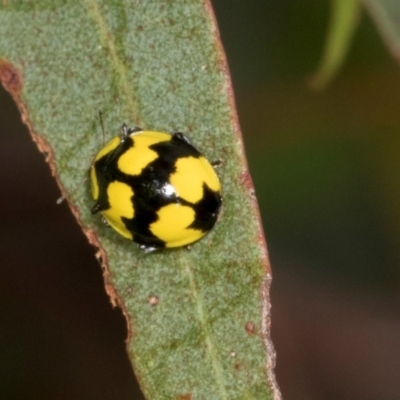 Illeis galbula (Fungus-eating Ladybird) at Russell, ACT - 17 Jan 2024 by AlisonMilton