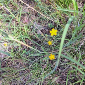 Hypericum gramineum at Watson Woodlands - 27 Jan 2024