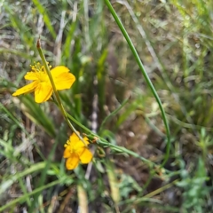 Hypericum gramineum at Watson Woodlands - 27 Jan 2024 10:18 AM