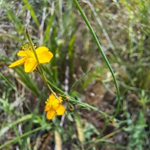 Hypericum gramineum at Watson Woodlands - 27 Jan 2024