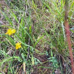 Hypericum gramineum at Watson Woodlands - 27 Jan 2024 10:18 AM