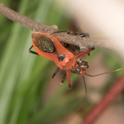 Gminatus australis (Orange assassin bug) at Russell, ACT - 16 Jan 2024 by AlisonMilton