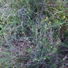 Calocephalus citreus (Lemon Beauty Heads) at Watson, ACT - 26 Jan 2024 by abread111