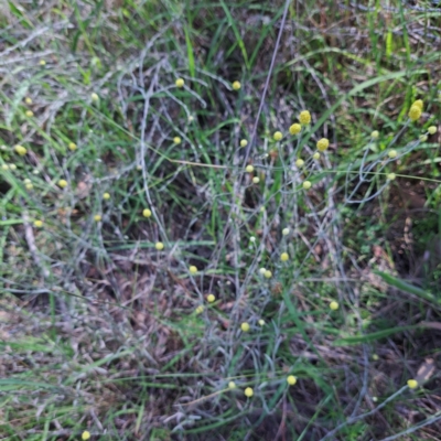Calocephalus citreus (Lemon Beauty Heads) at Watson Woodlands - 26 Jan 2024 by abread111