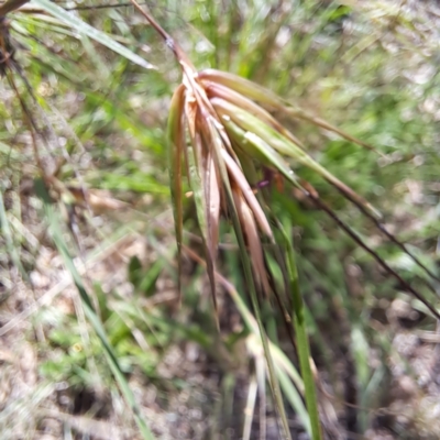 Themeda triandra (Kangaroo Grass) at Watson, ACT - 26 Jan 2024 by abread111