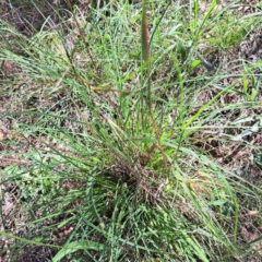 Themeda triandra at Watson Woodlands - 27 Jan 2024 10:22 AM