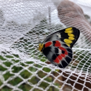 Delias harpalyce at Hackett, ACT - 23 Jan 2024 10:39 AM