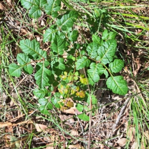 Koelreuteria paniculata at Watson Woodlands - 27 Jan 2024 10:24 AM