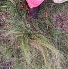 Nassella trichotoma (Serrated Tussock) at Watson, ACT - 25 Jan 2024 by waltraud