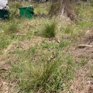 Nassella trichotoma at Mount Majura - 22 Jan 2024