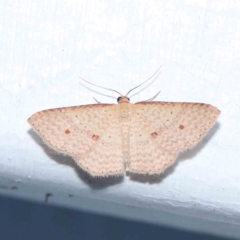 Epicyme rubropunctaria (Red-spotted Delicate) at Turner, ACT - 21 Jan 2024 by ConBoekel