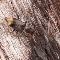Phlogistus chrysurus (Checkered beetle) at Dryandra St Woodland - 26 Jan 2024 by ConBoekel