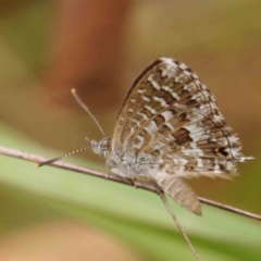 Theclinesthes serpentata (Saltbush Blue) at Dryandra St Woodland - 26 Jan 2024 by ConBoekel