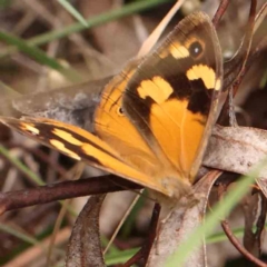 Heteronympha merope (Common Brown Butterfly) at Dryandra St Woodland - 26 Jan 2024 by ConBoekel