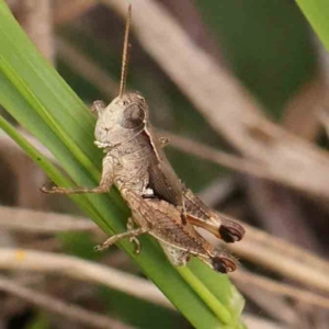 Phaulacridium vittatum at Dryandra St Woodland - 26 Jan 2024