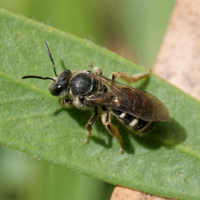 Lasioglossum (Chilalictus) sp. (genus & subgenus) (Halictid bee) at Harrison, ACT - 26 Jan 2024 by DPRees125