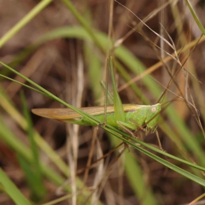 Conocephalomima barameda (False Meadow Katydid, Barameda) at Dryandra St Woodland - 26 Jan 2024 by ConBoekel