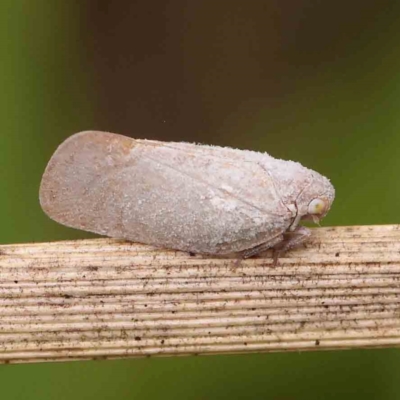 Anzora unicolor (Grey Planthopper) at Dryandra St Woodland - 26 Jan 2024 by ConBoekel