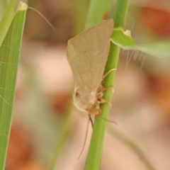 Heliocheilus (genus) at Dryandra St Woodland - 26 Jan 2024 12:30 PM