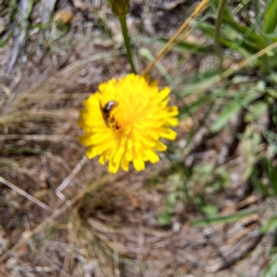 Lasioglossum sp. (genus) (Furrow Bee) at Watson, ACT - 26 Jan 2024 by abread111