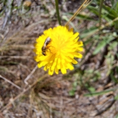 Lasioglossum sp. (genus) at Justice Robert Hope Reserve (JRH) - 27 Jan 2024 10:43 AM