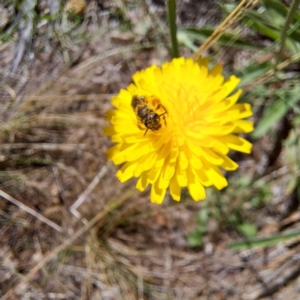 Lasioglossum sp. (genus) at Justice Robert Hope Reserve (JRH) - 27 Jan 2024 10:43 AM