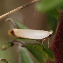 Scieropepla polyxesta (Xyloryctidae) at Dryandra St Woodland - 26 Jan 2024 by ConBoekel