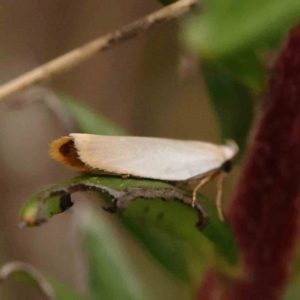 Scieropepla polyxesta at Dryandra St Woodland - 26 Jan 2024