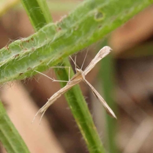 Stenoptilia zophodactylus at Dryandra St Woodland - 26 Jan 2024