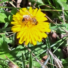 Apis mellifera (European honey bee) at Watson, ACT - 26 Jan 2024 by abread111