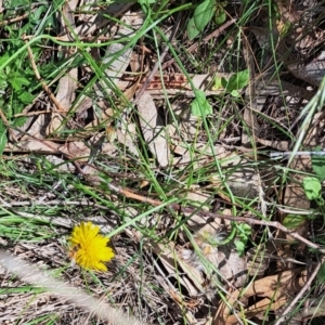 Apis mellifera at Justice Robert Hope Reserve (JRH) - 27 Jan 2024 10:56 AM