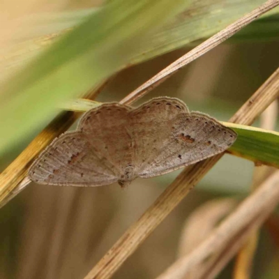 Casbia pallens (Pale Casbia) at Dryandra St Woodland - 26 Jan 2024 by ConBoekel