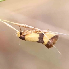 Chrysonoma fascialis (A Concealer moth (Wingia group) at Dryandra St Woodland - 26 Jan 2024 by ConBoekel