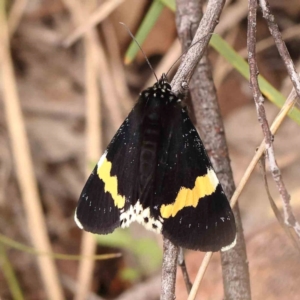 Eutrichopidia latinus at Dryandra St Woodland - 26 Jan 2024