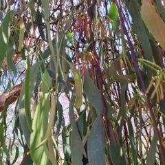 Amyema miquelii (Box Mistletoe) at Watson Woodlands - 26 Jan 2024 by abread111