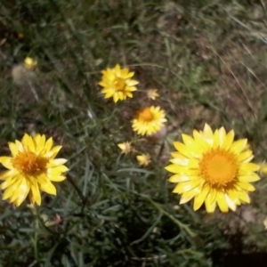 Xerochrysum viscosum at Symonston, ACT - 27 Jan 2024