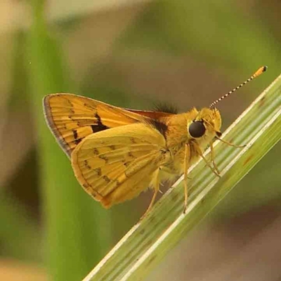 Ocybadistes walkeri (Green Grass-dart) at Dryandra St Woodland - 26 Jan 2024 by ConBoekel