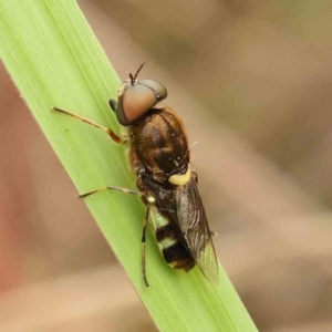 Odontomyia hunteri at Dryandra St Woodland - 26 Jan 2024 11:35 AM