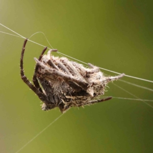 Backobourkia sp. (genus) at O'Connor, ACT - 26 Jan 2024