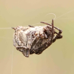 Backobourkia sp. (genus) at O'Connor, ACT - 26 Jan 2024