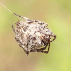 Backobourkia sp. (genus) at O'Connor, ACT - 26 Jan 2024