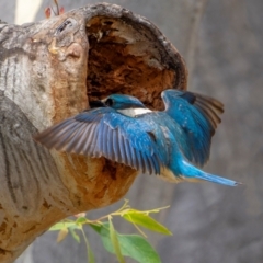 Todiramphus sanctus (Sacred Kingfisher) at Mount Ainslie - 27 Jan 2024 by trevsci